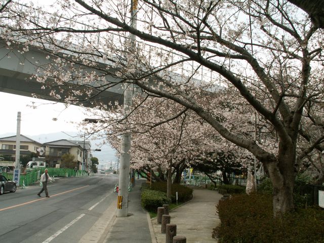 hibasakura05.jpg