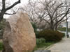檜原桜歌碑